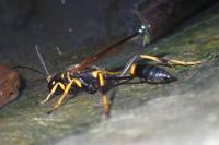 Sceliphron caementarium