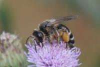 Andrena flavipes