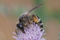 Andrena flavipes
