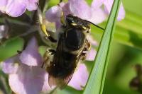 Anthidium manicatum