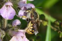 Anthidium manicatum