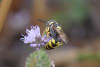 Philanthus triangulum