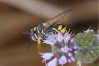 Philanthus triangulum