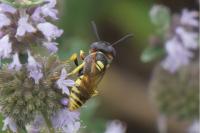 Philanthus triangulum