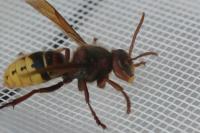 Vespa crabro