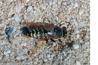 Bembix rostrata
