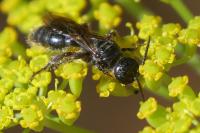 Tiphia femorata