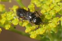 Tiphia femorata