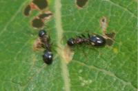 Dolichoderus quadripunctatus