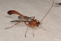 Enicospilus