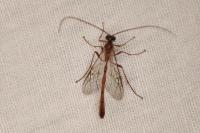 Enicospilus