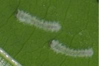 Eriocampa ovata