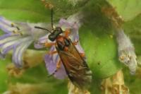 Arge ochropus