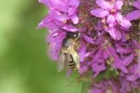 Melitta nigricans