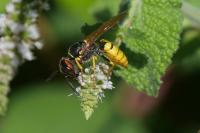 Philanthus triangulum