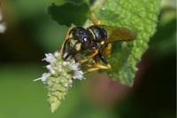 Philanthus triangulum