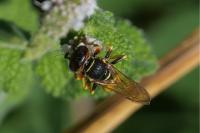Philanthus triangulum