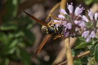 Polistes nimpha