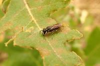 Hylaeus