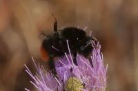 Bombus lapidarius
