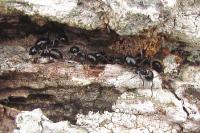 Lasius fuliginosus