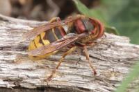 Vespa crabro