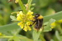 Bombus pratorum