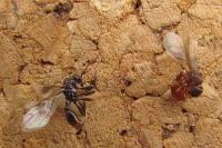 Myrmica scabrinodis