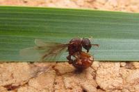 Myrmica scabrinodis