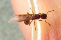 Myrmica scabrinodis