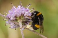 Bombus terrestris