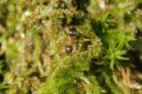 Lasius emarginatus