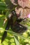 Xylocopa violacea