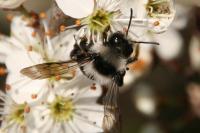 Andrena cineraria
