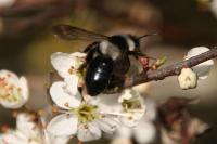 Andrena cineraria