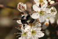 Andrena cineraria