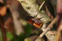 Andrena fulva