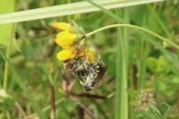 Anthidium septemspinosum
