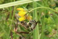 Anthidium septemspinosum