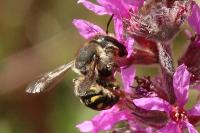 Anthidium septemspinosum