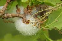 Andricus quercusramuli