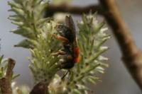 Andrena haemorrhoa