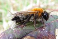 Andrena nitida