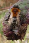 Andrena nitida