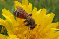 Andrena schencki
