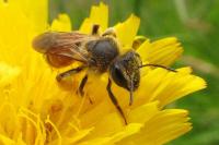 Andrena schencki