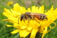 Andrena schencki