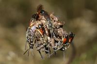 Lasioglossum albipes