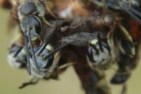 Lasioglossum albipes