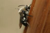 Melecta albifrons